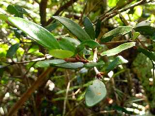 Espace Sensible Naturel du Piton de Mont Vert - Bois de nfles  petites feuilles