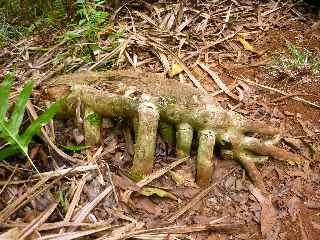 Espace Sensible Naturel du Piton de Mont Vert - Racines ariennes de pandanus