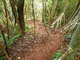 Espace Sensible Naturel du Piton de Mont Vert - Sentier ouest