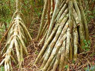 Espace Sensible Naturel du Piton de Mont Vert - Racines ariennes de pandanus