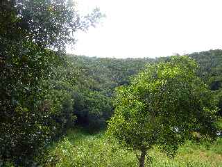 Espace Sensible Naturel du Piton de Mont Vert - Retour au parking