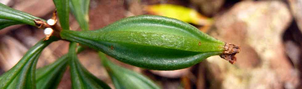 Espace Naturel Sensible du Piton Mont Vert -  Orchidée Oeceoclades monophylla (fruit)