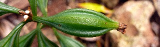 Oeceoclades momophylla