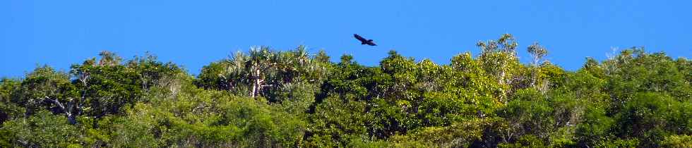 Espace Naturel Sensible du Piton Mont Vert - Vol de papangue