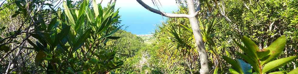 Espace Naturel Sensible du Piton Mont Vert -  Vue sur la cte depuis le sommet