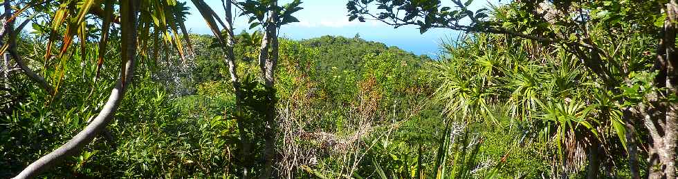 Espace Sensible Naturel du Piton de Mont Vert - Ligne de crte vers l'est