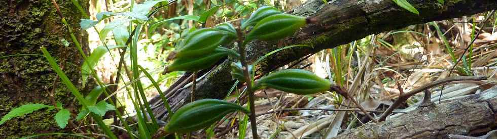 Espace Naturel Sensible du Piton Mont Vert -  Orchide Oeceoclades monophylla (fruits)