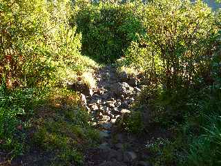 Plaine des Palmistes - Cascade Biberon - Petit Bras Patience