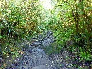 Plaine des Palmistes - Cascade Biberon - Sentier