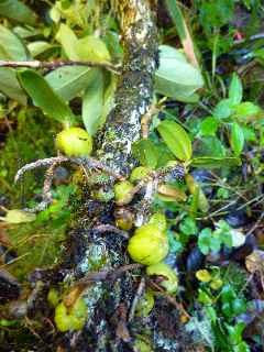 Plaine des Palmistes - Cascade Biberon - Orchidées