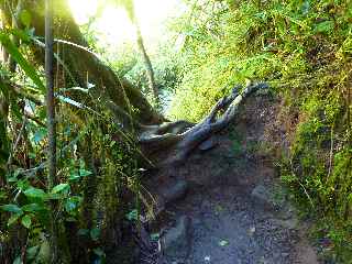 Plaine des Palmistes - Cascade Biberon - Sentier