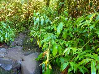 Plaine des Palmistes - Cascade Biberon - Longoses