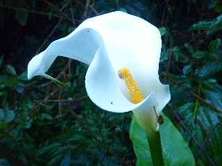 Plaine des Palmistes - Cascade Biberon - Arums