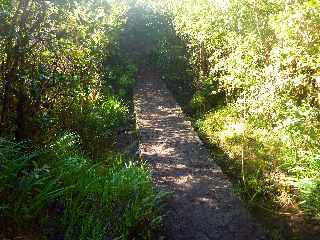 Plaine des Palmistes - Sentier de la Cascade Biberon -