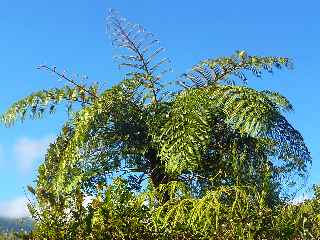 Plaine des Palmistes - Cascade Biberon - Fougre arborescente