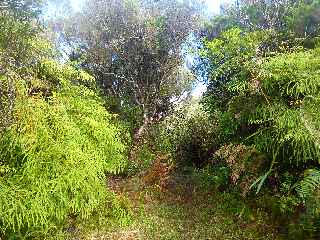 Plaine des Palmistes - Bassin Cadet - Sentier en rive gauche