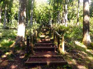 Plaine des Palmistes - Sentier botanique de la Petite Plaine -