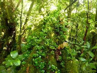 Plaine des Palmistes - Sentier botanique de la Petite Plaine -