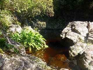 Plaine des Palmistes - Sentier botanique de la Petite Plaine - Cascade et bassin du Bras Noir