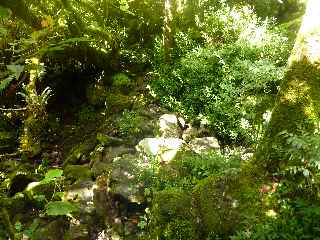 Plaine des Palmistes - Sentier botanique de la Petite Plaine