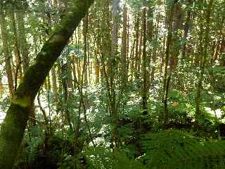 Plaine des Palmistes - Sentier botanique de la Petite Plaine