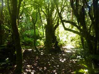 Plaine des Palmistes - Sentier botanique de la Petite Plaine