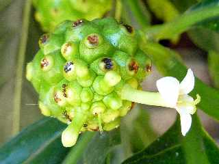 Nono- Pomme-chien - Morinda citrifolia - (noni) - Ile de la Runion