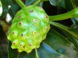 Nono- Pomme-chien - Morinda citrifolia - (noni) - Ile de la Runion