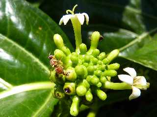 Nono- Pomme-chien - Morinda citrifolia - (noni) - Ile de la Runion