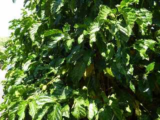 Nono- Pomme-chien - Morinda citrifolia - (noni) - Ile de la Runion