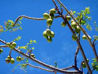 Avocats