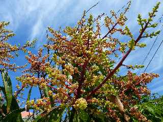 Manguier en fleurs