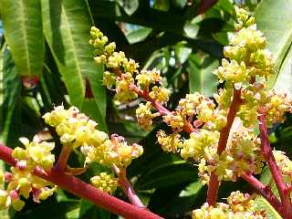 Fleurs de manguier