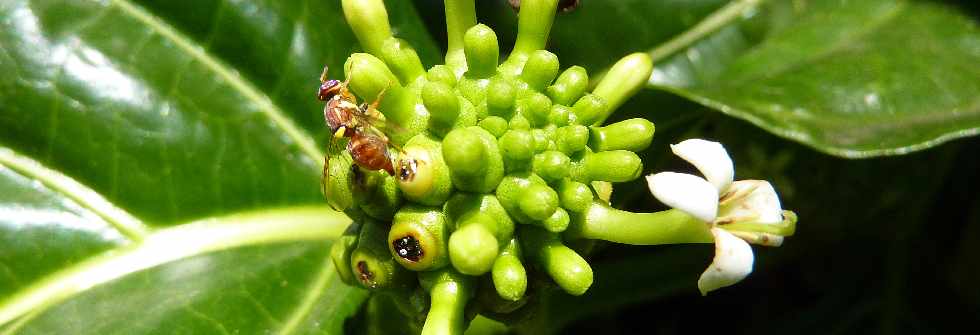 Nono- Pomme-chien - Morinda citrifolia - (noni) - Ile de la Runion