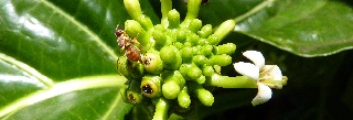 Fruit du nono