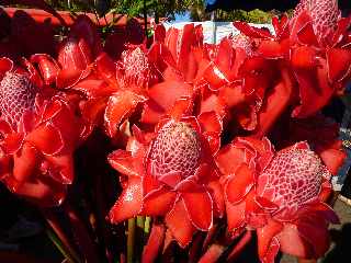 Roses de corail