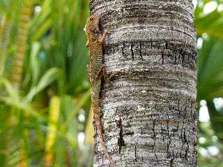 Agame - Calotes versicolor - Ile de la Runion