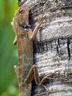 Agame - Calotes versicolor - Ile de la Runion