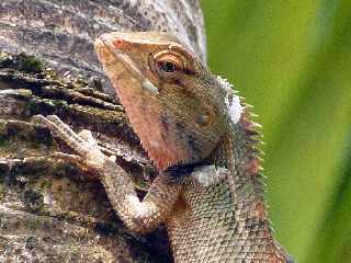 Agame - Calotes versicolor - Ile de la Runion