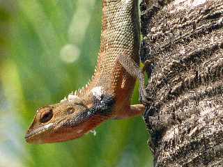 Agame - Calotes versicolor - Ile de la Runion