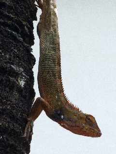 Agame - Calotes versicolor - Ile de la Runion