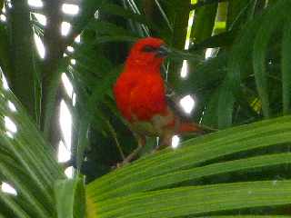 Cardinal - Foudia - Ile de la Runion