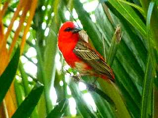 Cardinal - Foudia - Ile de la Runion