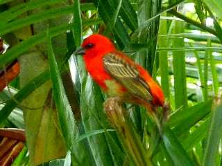 Cardinal - Foudia - Ile de la Réunion