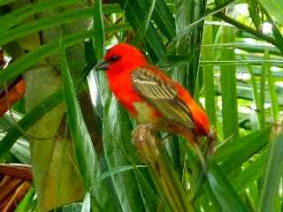 Cardinal - Foudia - Ile de la Runion