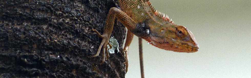 Agame - Calotes versicolor - Ile de la Runion