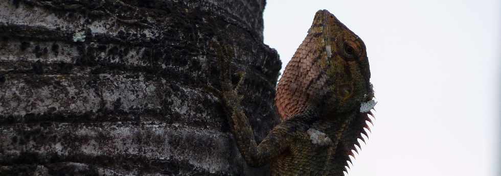 Agame - Calotes versicolor - Ile de la Runion