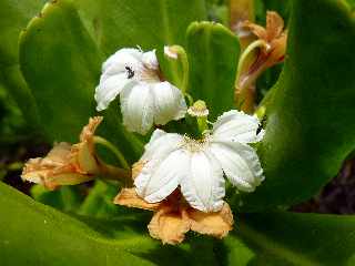 De Langevin  Vincendo - Sentier littoral - Fleur de manioc marron