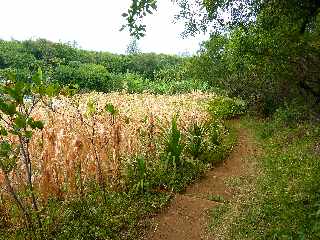 De Langevin  Vincendo - Sentier littoral - Mas