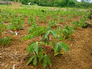 De Langevin  Vincendo - Sentier littoral - Manioc